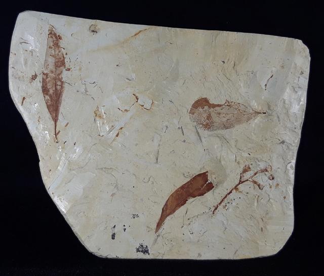 Fruchtstand indet. & Daphnogene polymorpha ETTINGSHAUSEN 1851 - Bild © FossNet FossilienStore